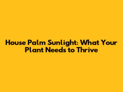 House Palm Sunlight: What Your Plant Needs to Thrive
