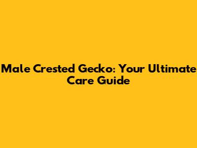 Male Crested Gecko: Your Ultimate Care Guide