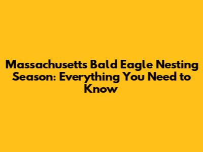 Massachusetts Bald Eagle Nesting Season: Everything You Need to Know
