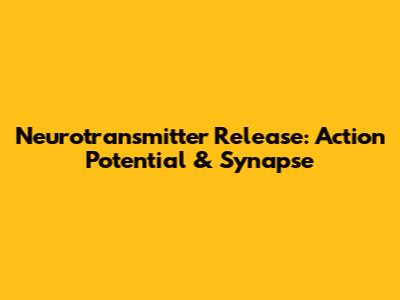 Neurotransmitter Release: Action Potential & Synapse