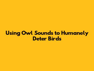 Using Owl Sounds to Humanely Deter Birds